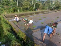 ‎Wujudkan Ketahanan Pangan, Babinsa Gandusari Turun Ke Sawah Bantu Petani Tanam Padi