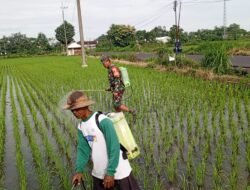 ‎Bantu Perawatan Tanaman Padi, Babinsa Kelurahan Satrean Dampingi Poktan Kembang Kuning