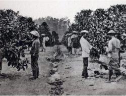 Sejarah Kopi: Ethiopia Negara yang pertama Menyebarkan Kopi ke Nusantara dan Dunia