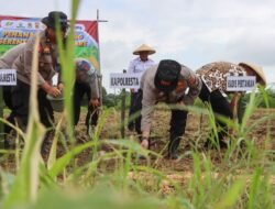 Kapolresta Cirebon Pimpin Penanaman Jagung Serentak, Polresta Cirebon Tegaskan Komitmen Dukung Swasembada Pangan Nasional
