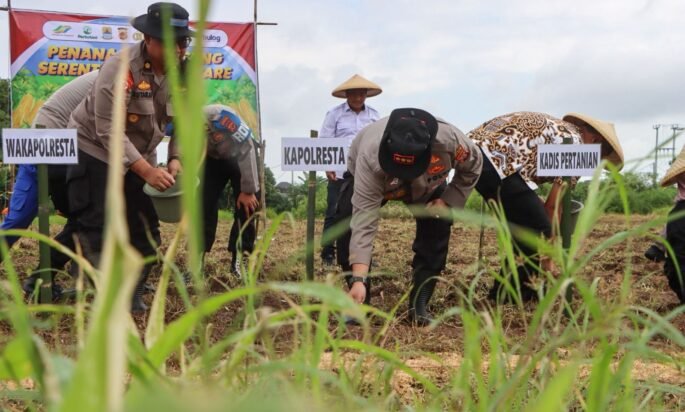 Kapolresta Cirebon Pimpin Penanaman Jagung Serentak, Polresta Cirebon Tegaskan Komitmen Dukung Swasembada Pangan Nasional