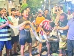 Ular Piton Sepanjang 5 Meter Gegerkan Warga Tambak Segaran kelurahan Tambak Rejo Surabaya
