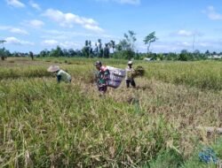 Dukung Swasembada Pangan Nasional, Babinsa Desa Slumbung Dampingi Petani Panen Padi