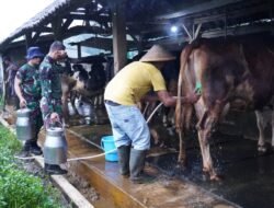 TMMD Ke 127 Tak Hanya Bangun Rumah, Jembatan Dan Jalan, Prajurit TNI Turut Juga Bantu Warga Perah Susu Sapi