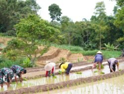 Satgas TMMD Ke 127 Bersama Warga Laksanakan Penanaman Padi Dukung Ketahanan Pangan Di Desa Krisik