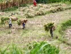 Wujud Kemanunggalan, Satgas TMMD Ke 127 Kodim 0808 Bantu Warga Panggul Pakan Ternak Dari Kebun