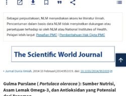 Kapan terakhir lihat tanaman Krokot?.