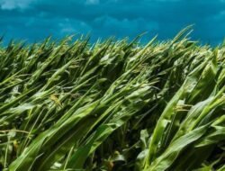 𝗝𝗜𝗞𝗔 𝗦𝗔𝗝𝗔 Food Estate Singkong Terwujud Indonesia punya Tambahan Supplay Energi dari sumber Alternatif.