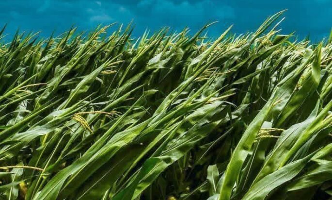 𝗝𝗜𝗞𝗔 𝗦𝗔𝗝𝗔 Food Estate Singkong Terwujud Indonesia punya Tambahan Supplay Energi dari sumber Alternatif.