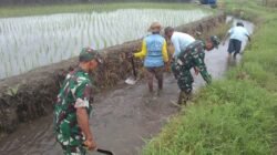 Sinergi Babinsa Dan Masyarakat Desa Pojok Bersihkan Irigasi Demi Pertanian Lancar