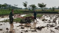 Dukung Swasembada Pangan, Babinsa Pohgajih Aktif Dampingi Petani Siapkan Lahan Sawah
