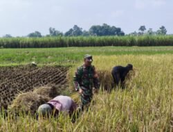 Wujud Nyata Babinsa Kaliboto Bersama Petani Laksanakan Panen Padi, Dukung Ketahanan Pangan Desa
