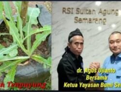 Tempuyung: Tanaman Liar Berkhasiat Tinggi untuk Ginjal .