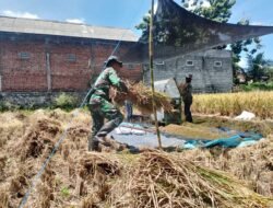 Wujud Nyata, Babinsa Sananwetan Bantu Panen Padi Dukung Ketahanan Pangan Nasional