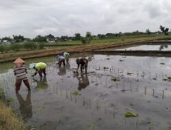 Wujud Ketahanan Pangan, Babinsa Rembang Dampingi Petani Tanam Padi Di Sananwetan