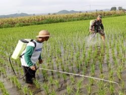 Babinsa Satrean Dampingi Perawatan Tanaman Padi, Wujudkan Ketahanan Pangan Masyarakat