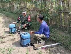 Babinsa Kandangan Dampingi Petani Lakukan Penyemprotan POC Untuk Tingkatkan Pertumbuhan Jagung