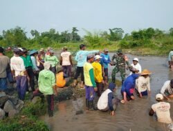 Demi Kelancaran Irigasi Pertanian, Babinsa Kamulan Dampingi Pembersihan Sungai Sodetan Kaliputih
