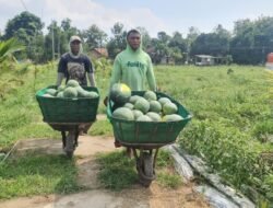 Pemanfaatan Lahan Kompi Produksi Kodim 0808/Blitar di Srengat Sukses Panen 10 Ton Semangka