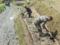 Sinergi Ketahanan Pangan, Babinsa Selorejo Turun Ke Sawah Bantu Warga Siapkan Lahan Padi
