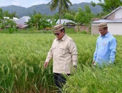 Pertanian yang modern dan produktif menjadi modal penting menuju swasembada pangan.