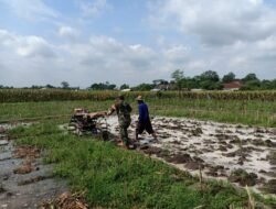Perrcepat Masa Tanam, Babinsa Sumberingin Kopda Nizar Dampingi Petani Membajak Sawah