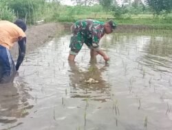 Jaga Kualitas Padi, Koptu Eka Hendarwanto Bantu Petani Bersihkan Hama Keong Dan Gulma Sawah