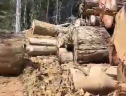 Diduga Di Kawasan Hutan lindung Perbatasan Beutong Ateuh Nagan Raya – Takegon.Tak Tersentuh Hukum. Dimohon Gakkum KLH Bertindak Usut Tuntas