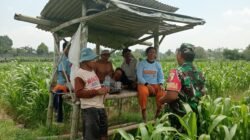 Optimalkan Hasil Panen, Serma Yuda Indra Gelar Komsos Budidaya Jagung Bersama Poktan Margo Utomo