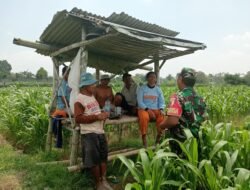Optimalkan Hasil Panen, Serma Yuda Indra Gelar Komsos Budidaya Jagung Bersama Poktan Margo Utomo