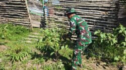 Satgas Yonif 123/RJW Kembangkan Hanpangan di Pos Kimaam, Hasil Panen Disiapkan untuk Masyarakat
