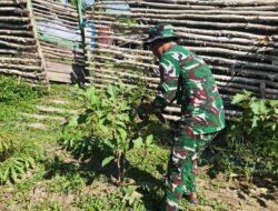 Satgas Yonif 123/RJW Kembangkan Hanpangan di Pos Kimaam, Hasil Panen Disiapkan untuk Masyarakat