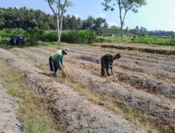 Dukung Ketahanan Pangan, Sertu Harianto Dampingi Petani Penyiapan Lahan Sawah Di Desa Ngoran