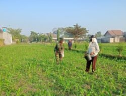 Optimalkan Hasil Panen, Serma Aries K Dampingi Poktan Wisanggeni Rawat Tanaman Jagung