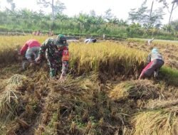 Wujudkan Swasembada Pangan, Babinsa Koramil 0808/11 Binangun Dampingi Petani Panen Padi Di Desa Sambigede