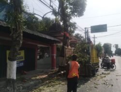 Antisipasi Pohon Tumbang Di Musim Pancaroba, Babinsa Sukorejo Bersinergi Dengan DLH Kota Blitar
