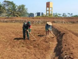 Dukung Ketahanan Pangan Nasional, Babinsa Selorejo Dampingi Petani Siapkan Lahan Tanam Jagung di Desa Boro