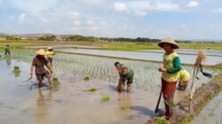 Dukung Swasembada Pangan, Babinsa Koramil 0808/09 Sutojayan Turun Ke Sawah Bantu Petani Tanam Padi