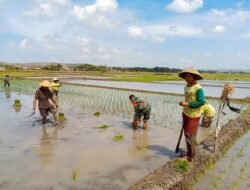 Dukung Swasembada Pangan, Babinsa Koramil 0808/09 Sutojayan Turun Ke Sawah Bantu Petani Tanam Padi