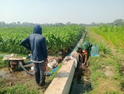 Dukung Hanpangan Lokal, Babinsa Koramil 0808/02 Garum Pendampingan Pengairan Tanaman Jagung Di Kelurahan Bence